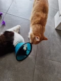 figaro thuis