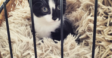 Help minima gezin van 6 met dierenarts kosten voor kitten.