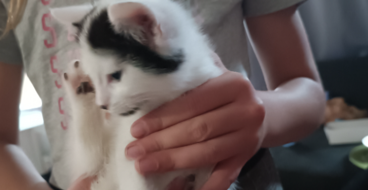 Operatie ons kitten zijn oogje