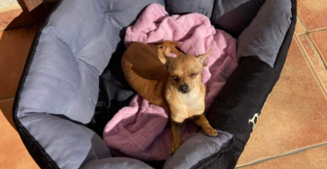 Patella en Heupkop Operatie Hondje Dotty