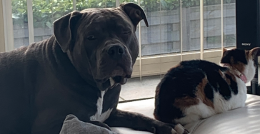 Help ons mee met het vergoeden van de operatie van onze hond (gescheurde kr