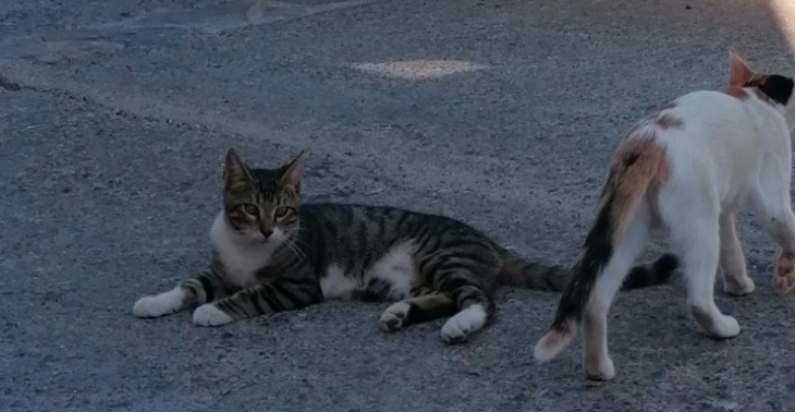 Zwerfkatten op Kreta 