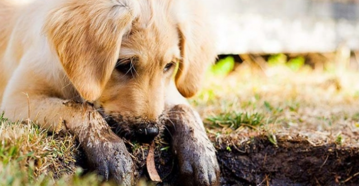 Help zwerfhonden de winter door