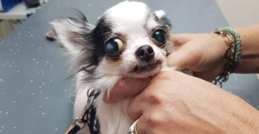 Help de 21 rescuehondjes