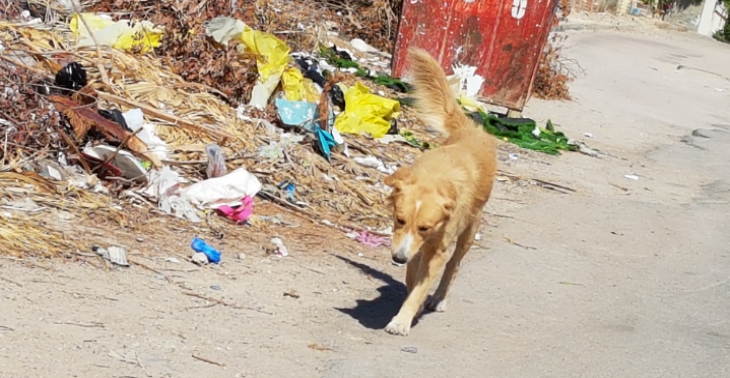 Zwerfhonden en katten in Egypte 