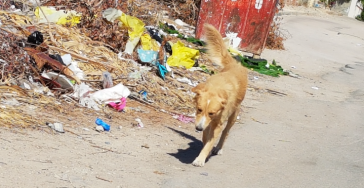 Zwerfhonden en katten in Egypte