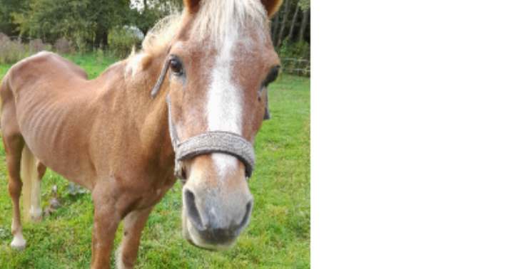 De liefste pony verdient een gouden plekje