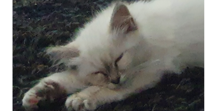 Help Nala weer lopen