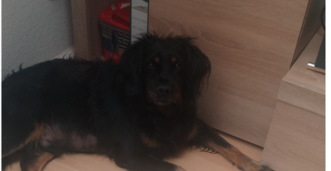 Hilfe für meinen Epilepsie kranken Loki