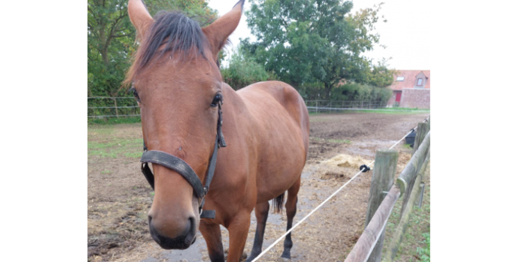 Help onze merrie door haar bevalling 