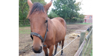 Help onze merrie door haar bevalling