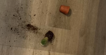 Help de cactus