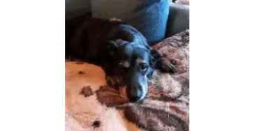 Ich benötige Hilfe da mein Hund kira Diabetes hat
