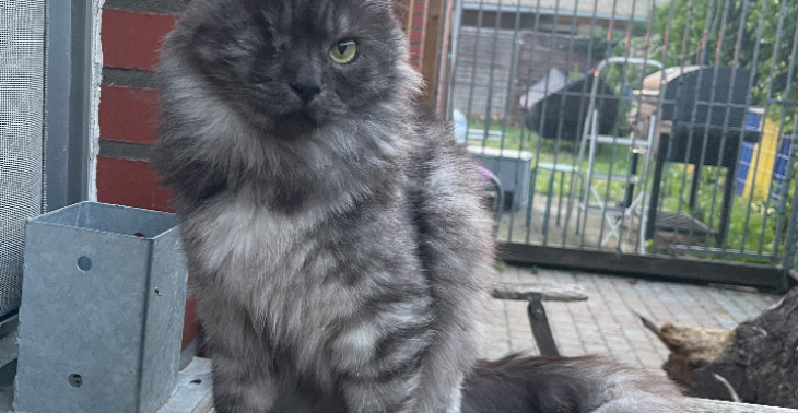 Katjes in nood