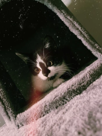 5aaf0dfe 3db8 4e00 9200 b47dd847c73d.