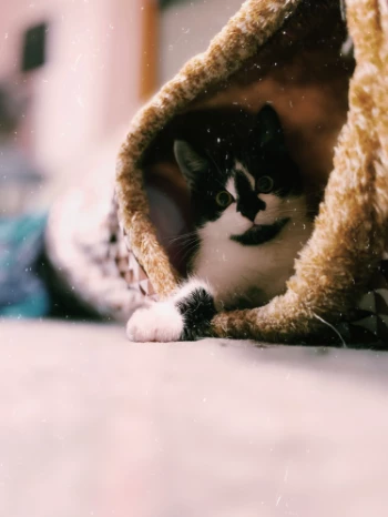 de2d6a88 e549 44b0 a809 1187f9ff4de2.