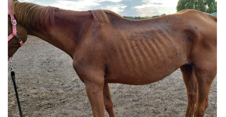 Steun verwaarloosde paarden uit Ierland