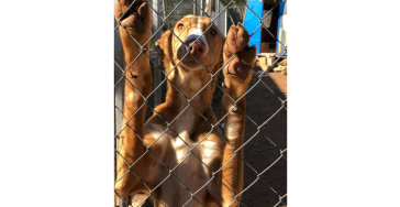 Steun het mooie èn zware werk van Tanamera, podenco-rescuers in Navarres