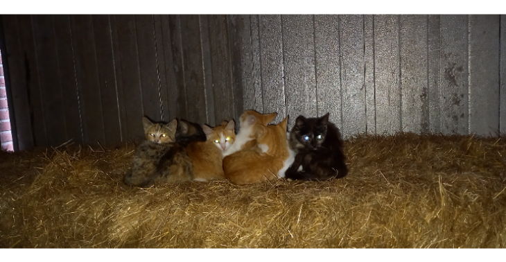 Boerderij katten en poezen