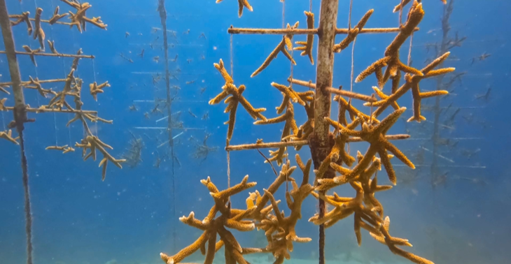 Reef Renewal Curaçao