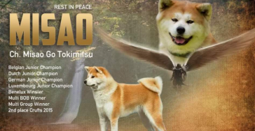 Dierenarts rekening Misao