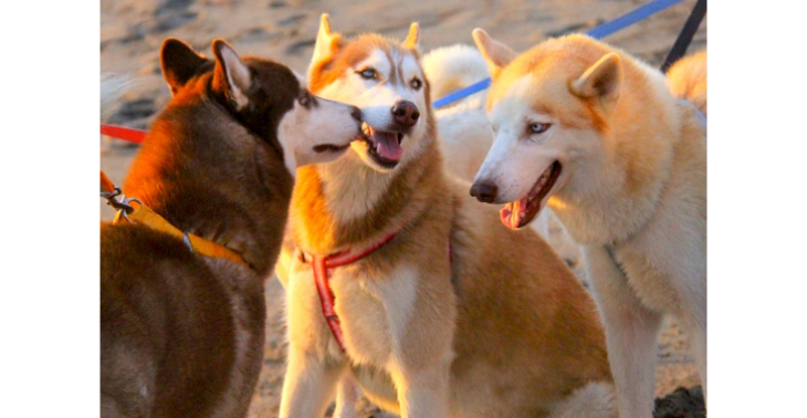 Rettung von Huskies in Bali