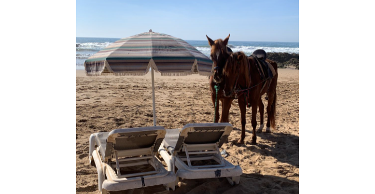 Hulp voor verwaarloosde paarden in Marokko
