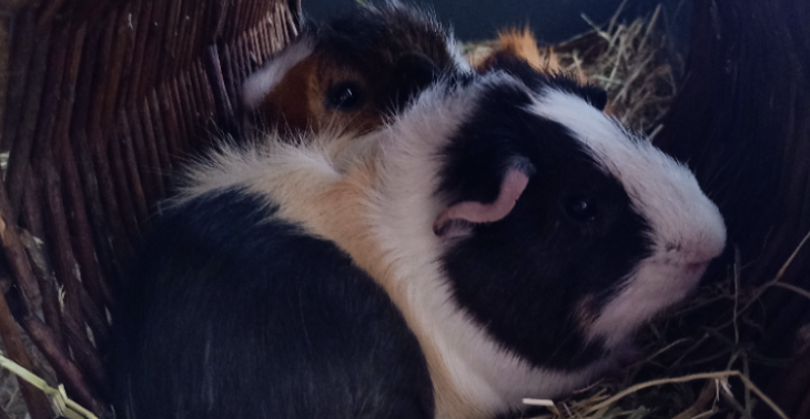 Mij cavia moet inslapen 