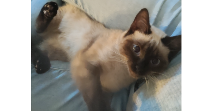Help onze lieve Ninka