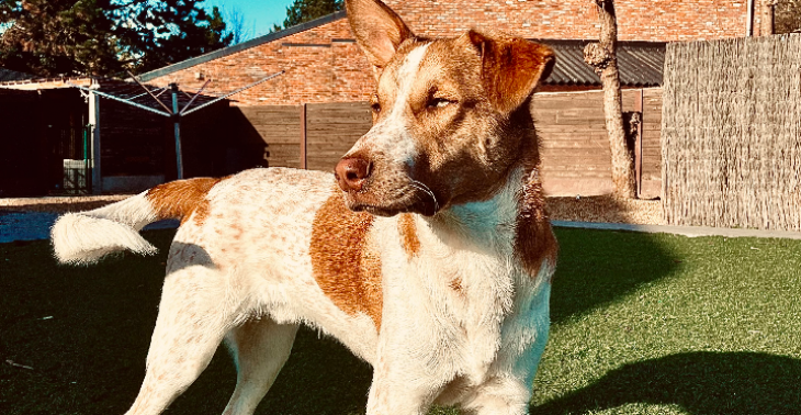 Heupoperatie jonge hond