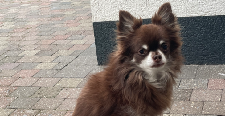 Help Chico kankervrij ❤️