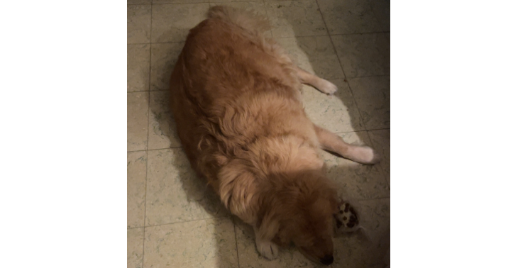 Operatie heup voor 3jarige golden retriever.
