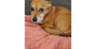 Peanut braucht dringend eine Zahn Op
