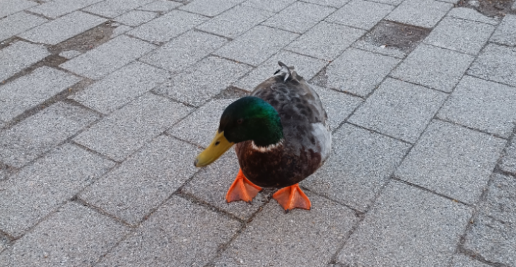 Helfen Sie einem jungen Mann Er hat keinen und kommt allein nicht mehr raus