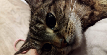 Lilly heeft snel hulp nodig