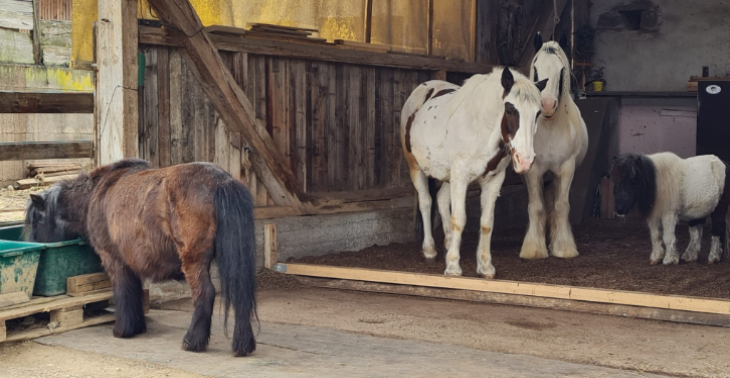 Tierschutz fängt vor Ort an