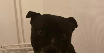 Hond