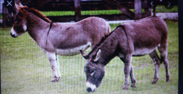 Help de zorgboerderij aan een nieuwe ezel