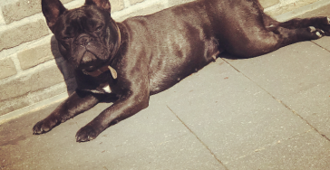 Nek en rug hernia Harley