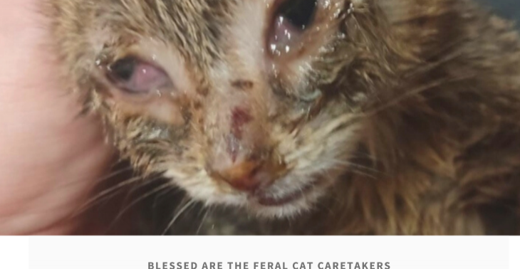  Help Little Jungle Kattenopvang met de medische kosten voor zieke katten 