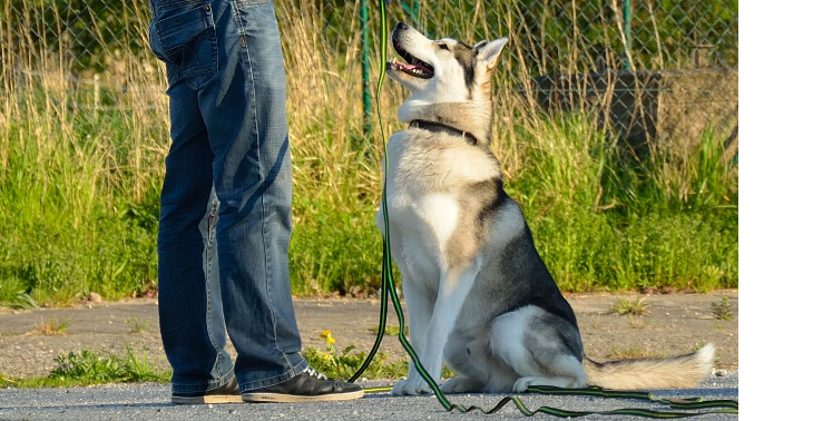Epilepsiehund soll bleiben können...