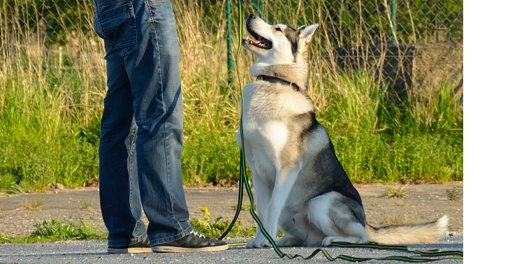 Jetzt benötigt Assistenzhund selbst Hilfe...