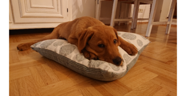 Assistenzhunde-Ausbildung für Rufus