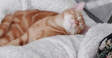 Kat