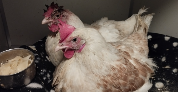 Chicken hospital for former laying hens