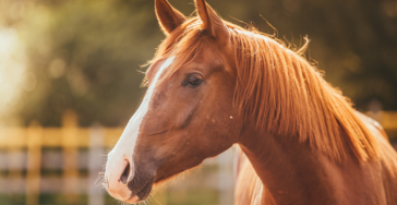 Therapie paard voor kindje met autisme