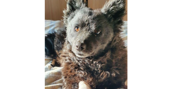 Help, wil je mijn honden helpen ?