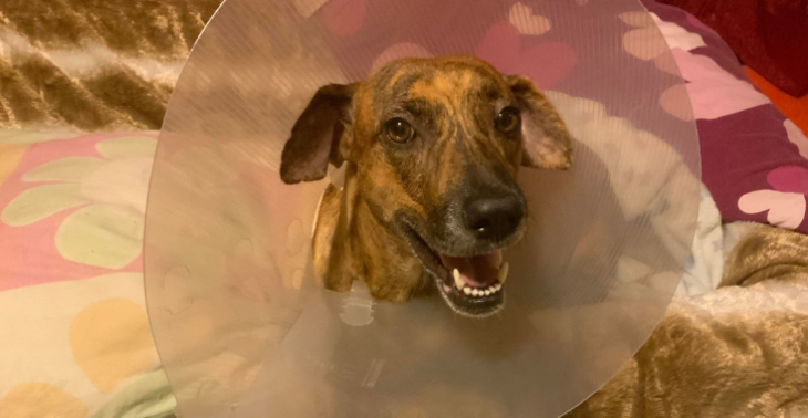 Help Zita om weer te kunnen lopen