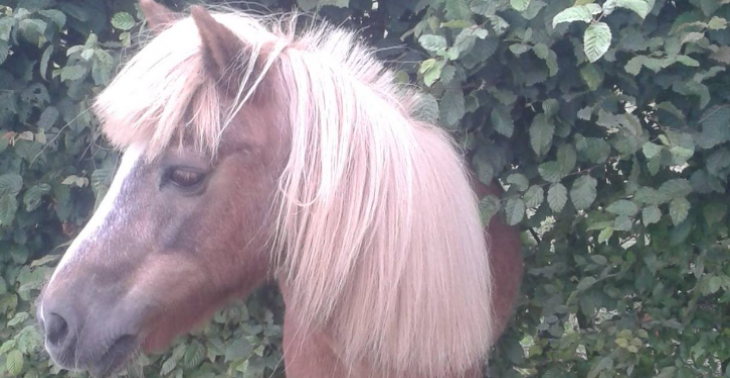 voor onze lieve pony die zwaar ziek is 