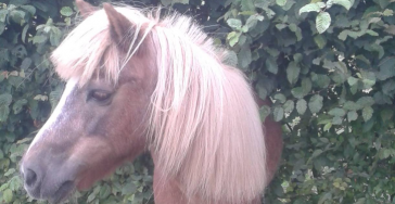 voor onze lieve pony die zwaar ziek is